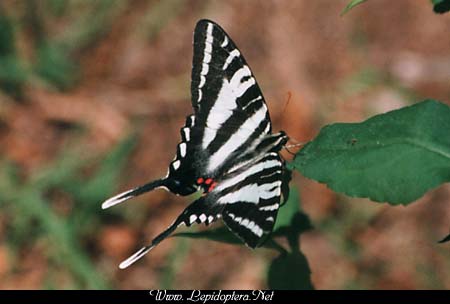 Eurytides marcellus - Zebra Swallowtail, Copyright 1999 - 2002,  Dave Morgan