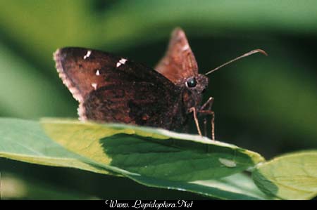 Thorybes pylades - Northern Cloudywing, Copyright 1999 - 2002,  Dave Morgan