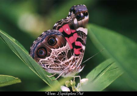 Vanessa virginiensis - American Lady, Copyright 1999 - 2002,  Dave Morgan