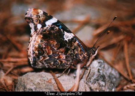 Vanessa atalanta - Red Admiral, Copyright 1999 - 2002,  Dave Morgan