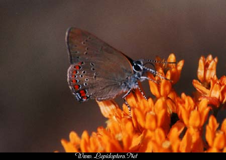 Satyrium titus - Coral Hairstreak, Copyright 1999 - 2002,  Dave Morgan