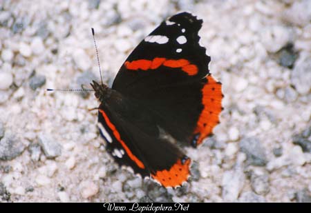 Vanessa atalanta - Red Admiral, Copyright 1999 - 2002,  Dave Morgan