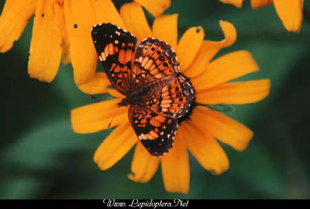 Chlosyne nycteis - Silvery Checkerspot, Copyright 1999 - 2002,  Dave Morgan