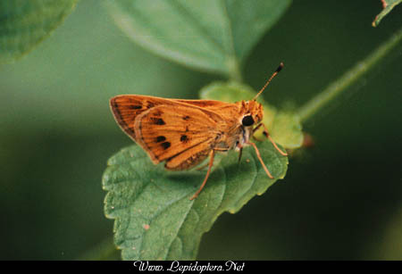 Polites vibex - Whirlabout Skipper, Copyright 1999 - 2002,  Dave Morgan