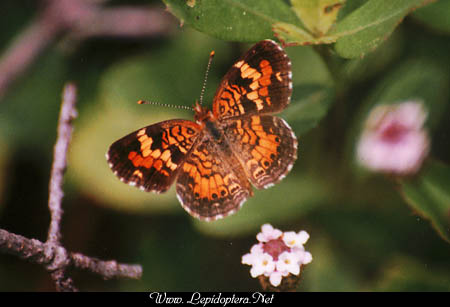 Phyciodes phaon - Phaon Crescent, Copyright 1999 - 2002,  Dave Morgan