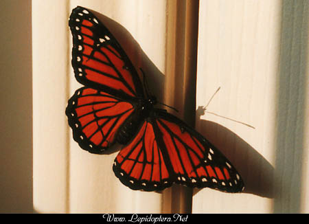 Limenitis archippus - Viceroy, Copyright 1999 - 2002,  Dave Morgan