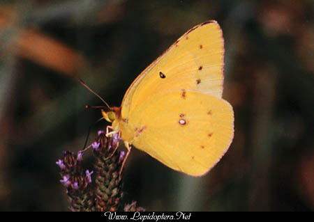 Colias eurytheme - Orange Sulphur, Copyright 1999 - 2002,  Dave Morgan