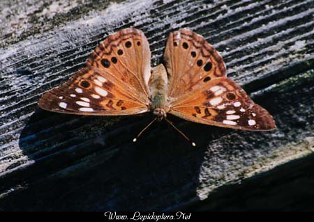 Asterocampa celtis - Hackberry Butterfly, Copyright 1999 - 2002,  Dave Morgan