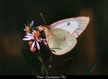 Colias eurytheme - Orange Sulphur, White Form Female, Copyright 1999 - 2002,  Dave Morgan