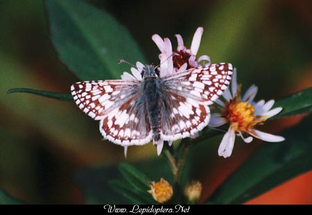 Pyrgus communis - Checkered Skipper, Copyright 1999 - 2002,  Dave Morgan