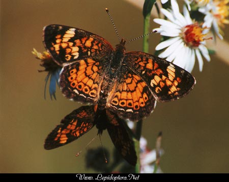 Phyciodes tharos - Pearl Crescent, En Copula, Copyright 1999 - 2002,  Dave Morgan