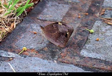 Heteronympha merope merope - Australian Common Brown, Copyright 1999 - 2002,  Dave Morgan