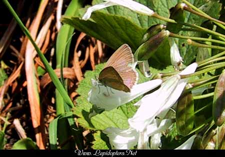 Zizina labradus - Australian Common Grass Blue, Copyright 1999 - 2002,  Dave Morgan